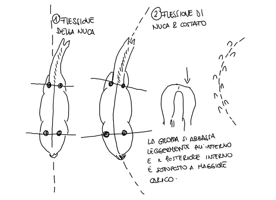 IL MIO CAVALLO FATICA A FLETTERSI: E' RIGIDO!