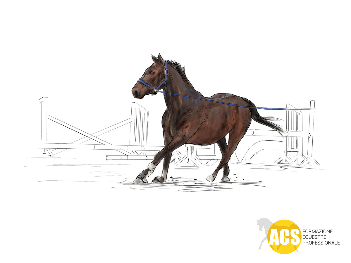 IL CAVALLO CADE SULLA SPALLA INTERNA (IN CURVA) E TAGLIA GLI ANGOLI
