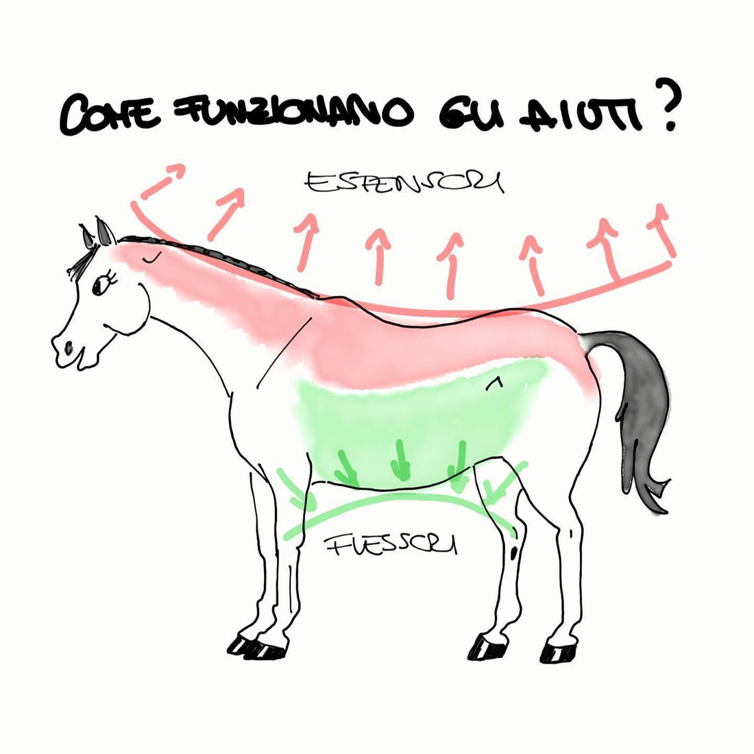 La catena dei FLESSORI e la catena degli ESTENSORI (la 🗝!)