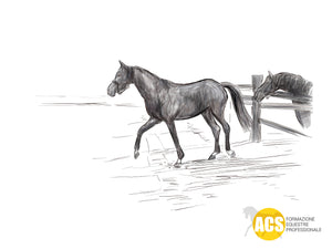 ANALISI E RESOCONTO DEL LAVORO FATTO CON IL MIO 🐴 NEL 2018